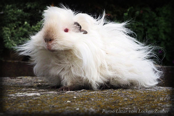 PAROO LAZAR vom Locken-Zauber