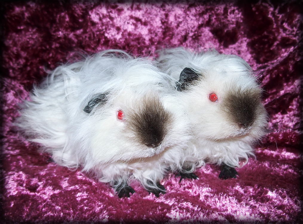 Esmeralda + Emanuella