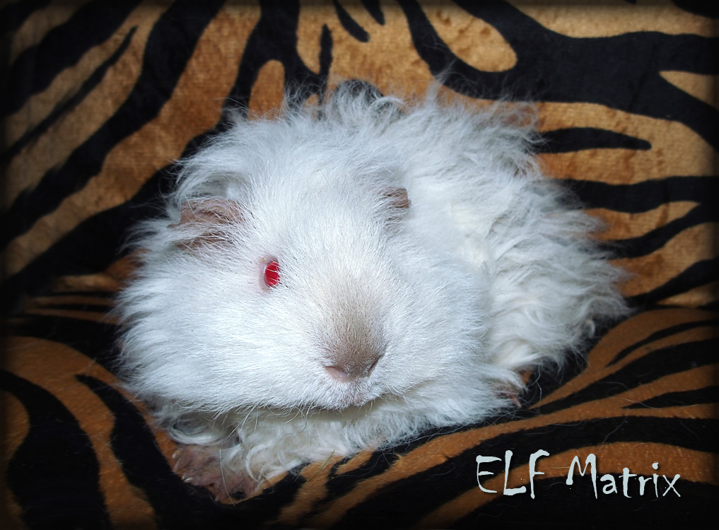 Elfík