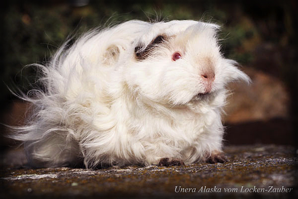UNERA ALASKA vom Locken-Zauber