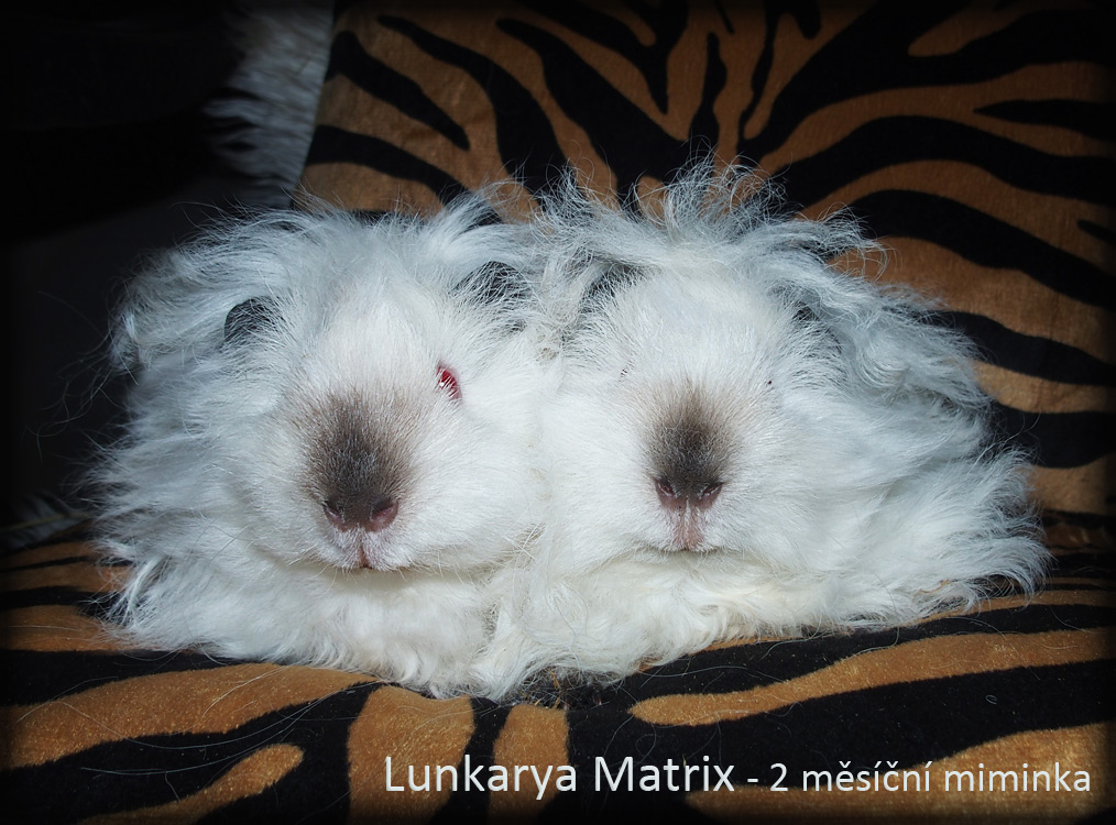 Cleopatra + Cool Lady