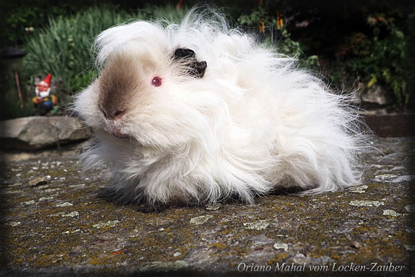 ORIANO MAHAL vom Locken-Zauber