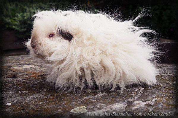 WEIHNACHTS-STERNCHEN vom Locken-Zauber