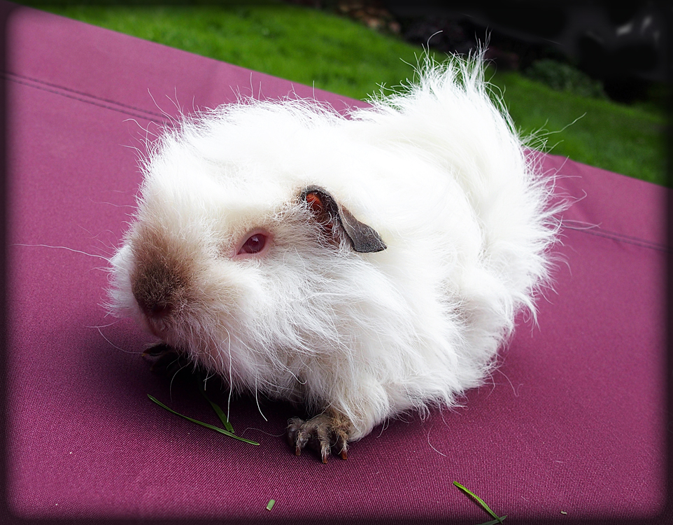 HAWAII SUNSET vom Locken-Zauber - 3 měsíce