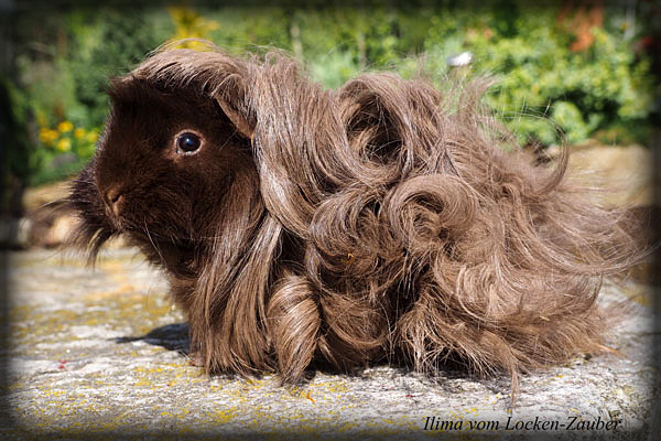 ILIMA vom Locken-Zauber