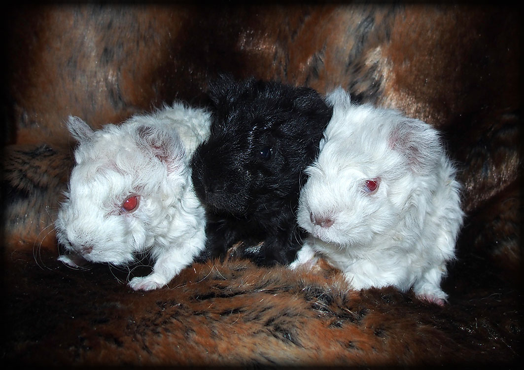 WALDEMAR - lunkarya himalya 1500 Kč, WIFI - lunkarya black (sable?) 1000 Kč, WALLIE - lunkarya himalya 1800 Kč