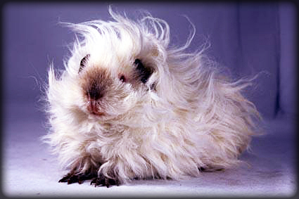 LAZAR - zakladatel chovu