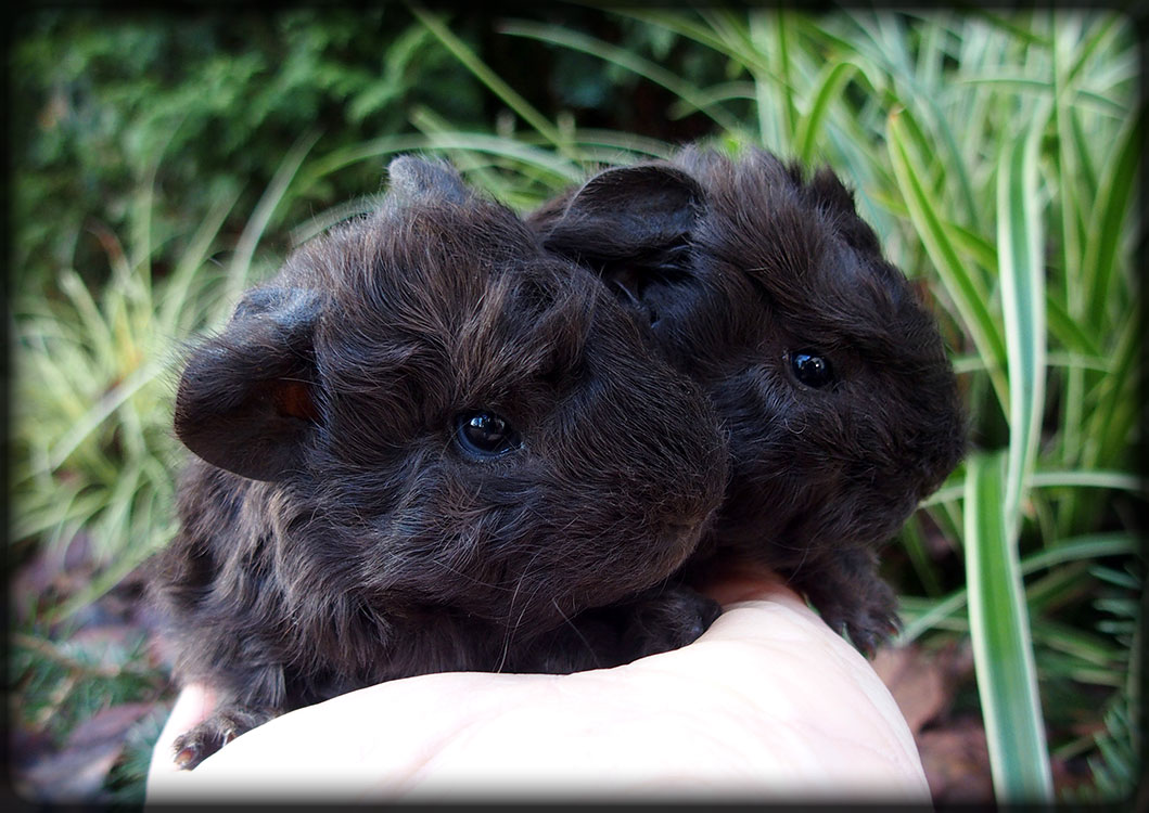 YORIKA - lunkarya čoko sable + himi carrier 1000 Kč,  YETTINA - lunkarya čoko sable + himi carrier 1000 Kč