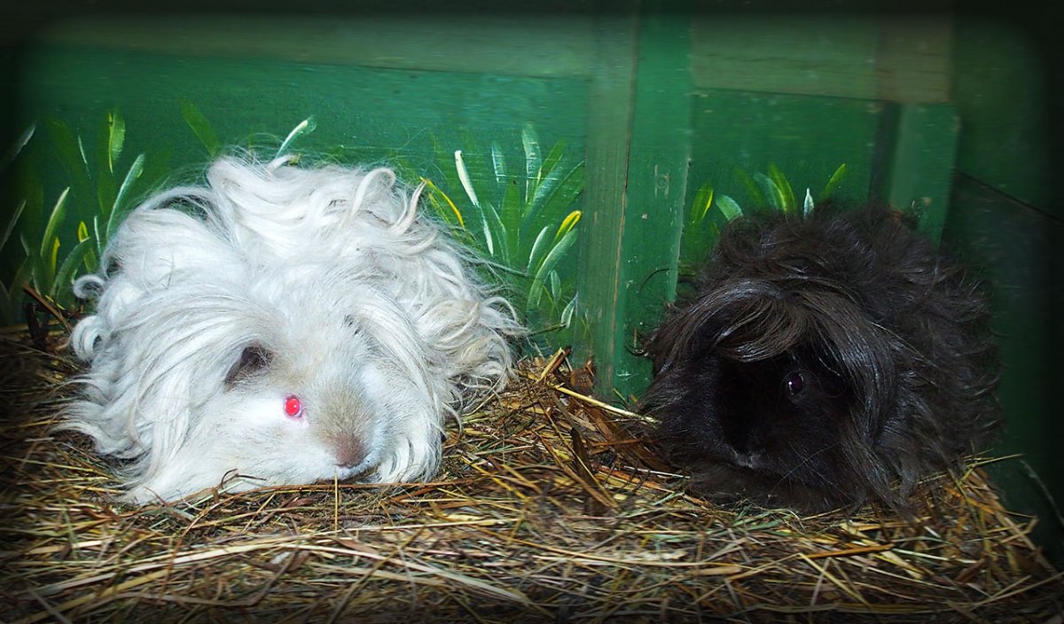 Hannibal + Dobby - oba import Německo