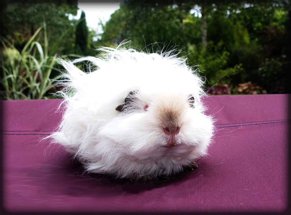 HAWAII FLOWER vom Locken-Zauber - 3 měsíce