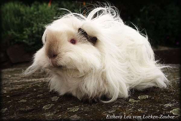 ESTHERA LEA vom Locken-Zauber