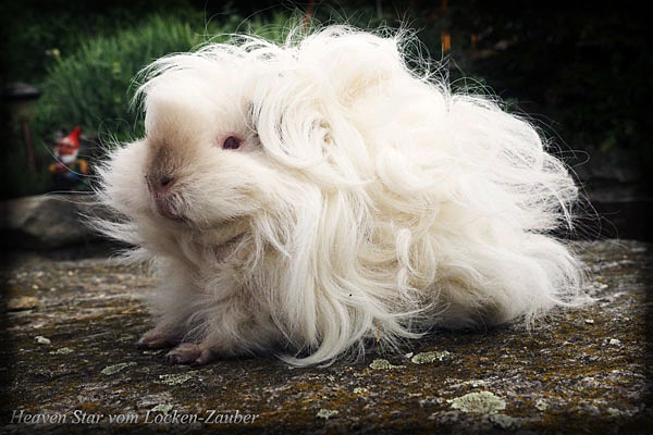 HEAVEN STAR vom Locken-Zauber