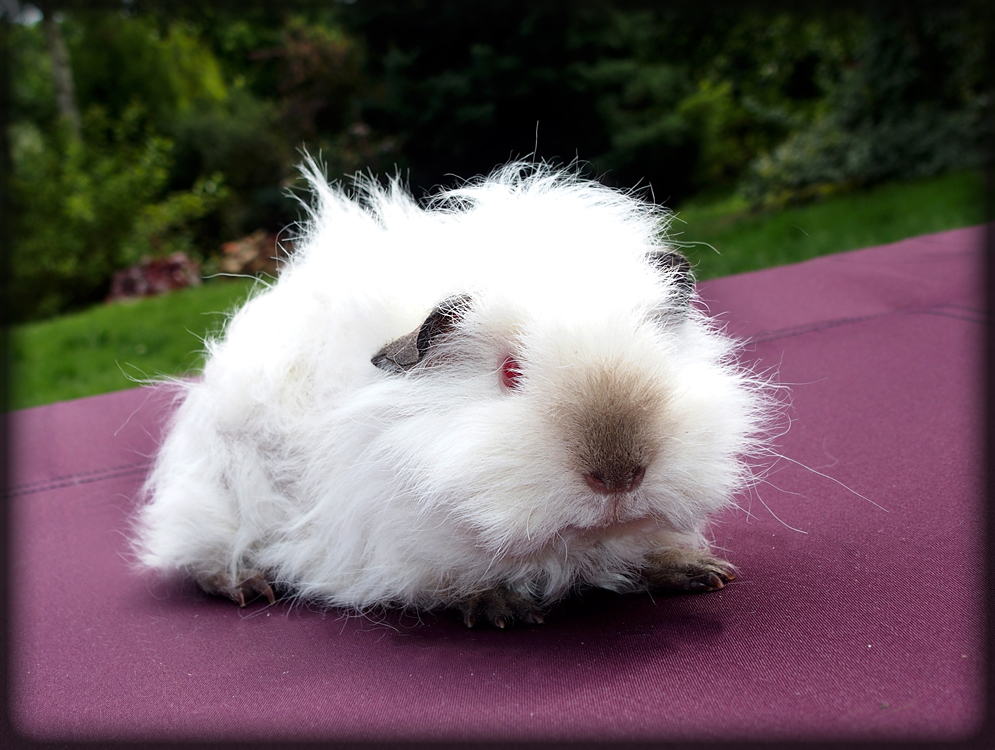 HAWAII SUNSET vom Locken-Zauber - 3 měsíce