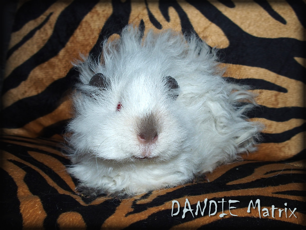 Dandie