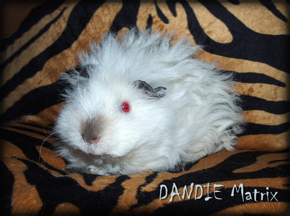Dandie