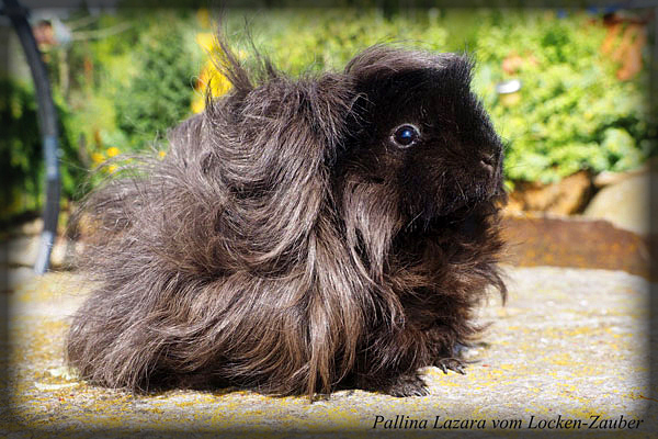 PALLINA LAZARA vom Locken-Zauber