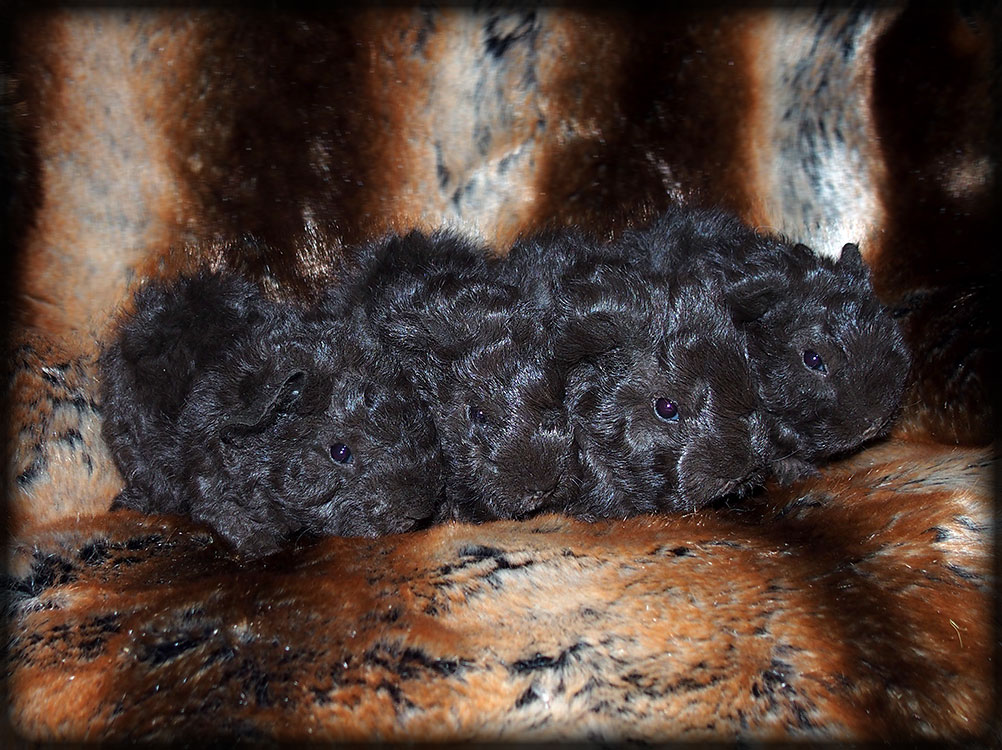 TIMOTHY - lunkarya čoko sable, himi carrier 1000 Kč, TIGRA -  lunkarya čoko sable, himi carrier 1000 Kč, UHLÍK UBU -  lunkarya čoko sable, himi carrier 1000 Kč, USHULLA -  lunkarya čoko sable, himi carrier 1000 Kč