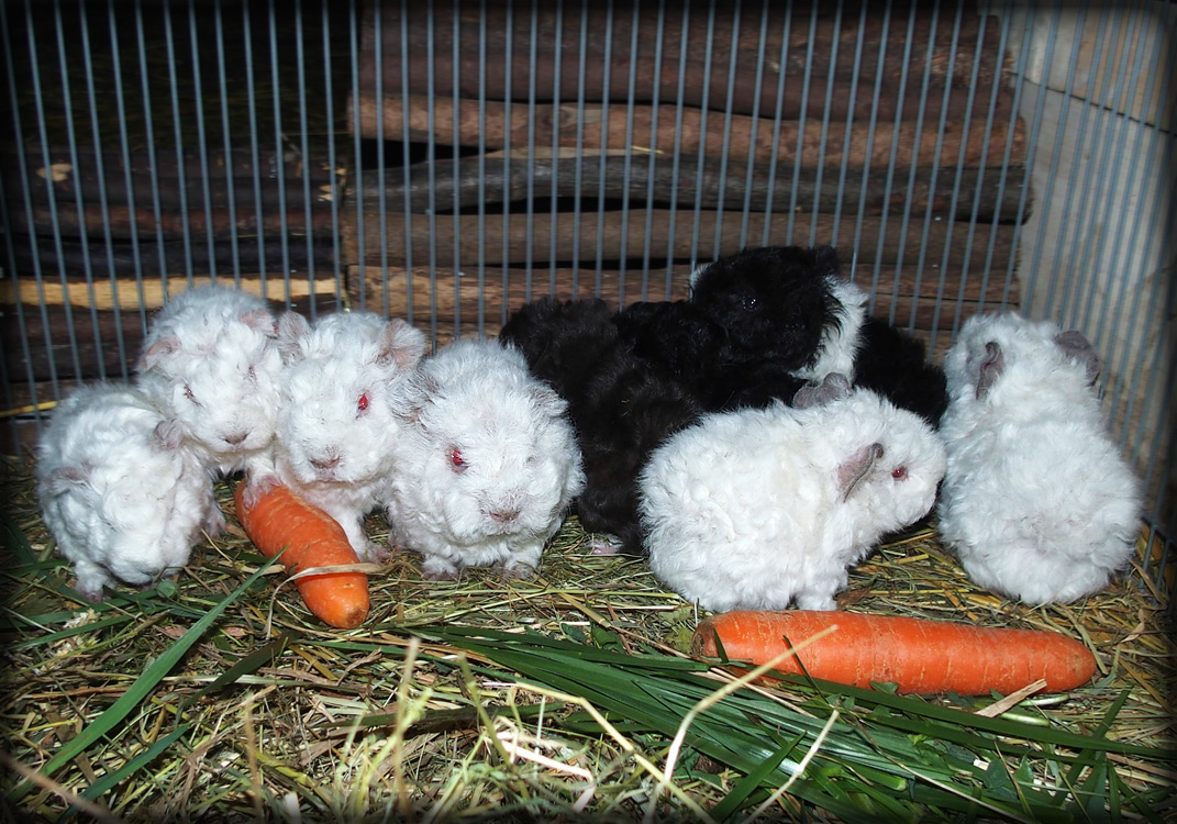 Ikona, Joker, Karlička, Kokoska, Kráska, Leonardo, Matylda, Mauglí, Niko - 2 - 12 dní staří.