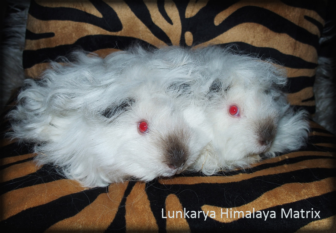 2 měsíční miminka