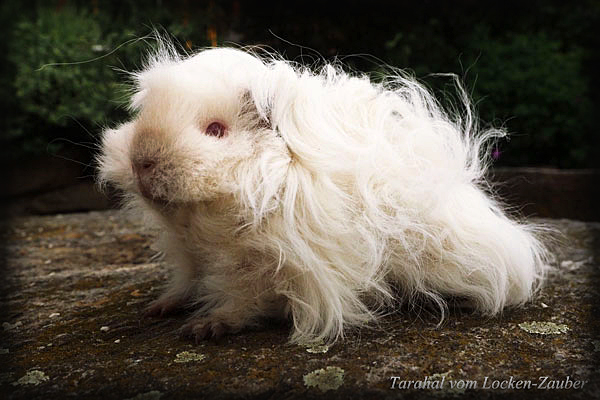 TARAHAL vom Locken-Zauber