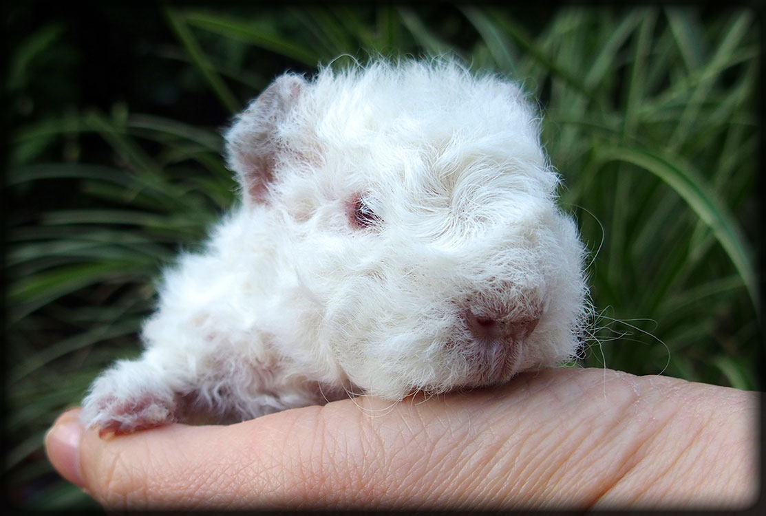 X-RAY - lunkarya himalya 1300 Kč