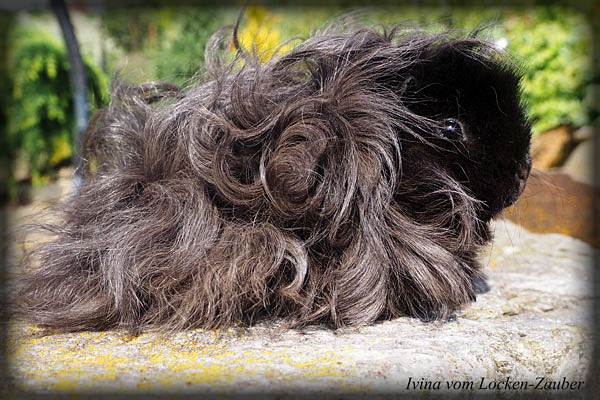 IVINA vom Locken-Zauber