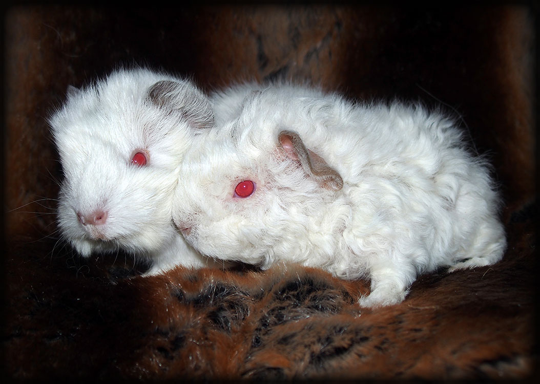 STEVEN - peruánec himlaya 600 Kč, SHATTERHAND - lunkarya himalaya 1200 Kč