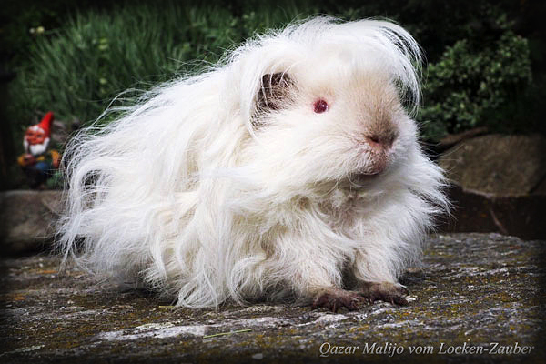 QAZAR MALIJO vom Locken-Zauber