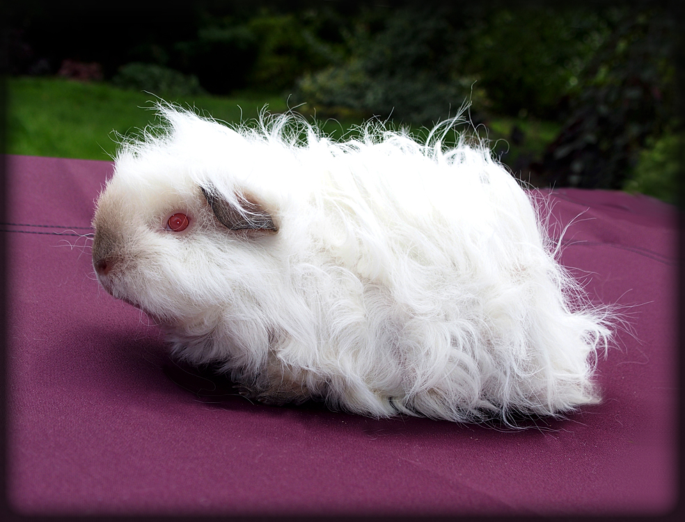 HAWAII FLOWER vom Locken-Zauber - 3 měsíce