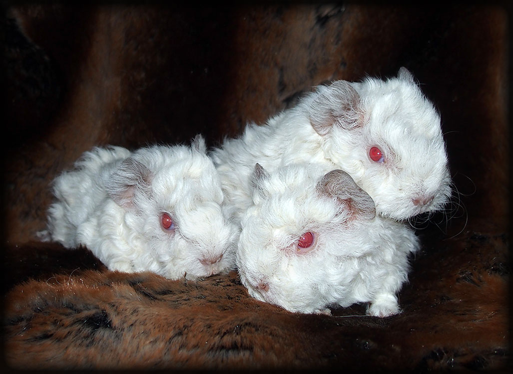 VESNA - lunkarya himalya 1500 Kč, VALKÝRA - lunkarya himalya 1500   Kč,    VILÍK - lunkarya himalya 1300 Kč